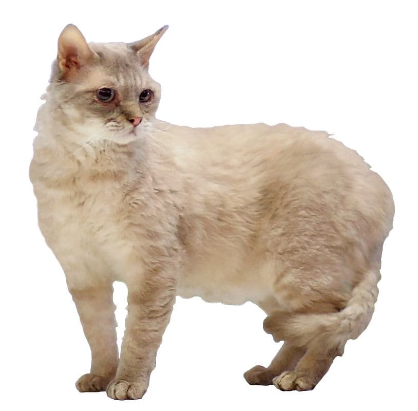 German Rex cat breed - Mutation cat with Rex coat from Germany