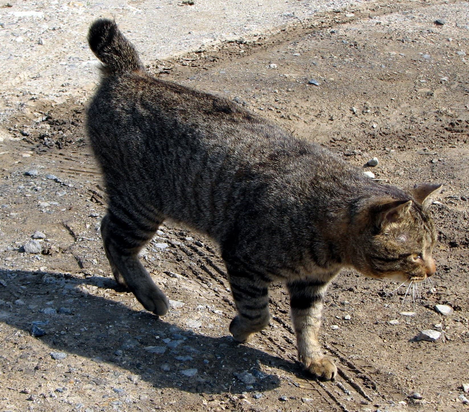 Korean Bobtail - Natural, mutation of shortened tail cat breed with Short/long coat. Origin: Korea