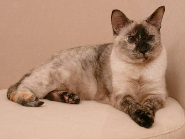 Colorpoint Shorthair cat breed - Crossbreed between the Abyssinian, Siamese and short-haired cats cat with Short coat from United Kingdom (England)