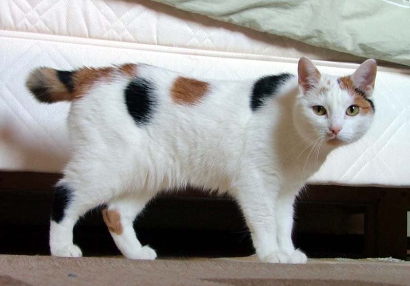 Manx cat breed - Mutation of shortened tail cat with Short/long coat from Isle of Man