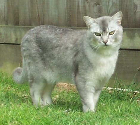 Burmilla - Crossbreed between the Burmese and the Chinchilla Persian cat breed with Short coat. Origin: United Kingdom (England)