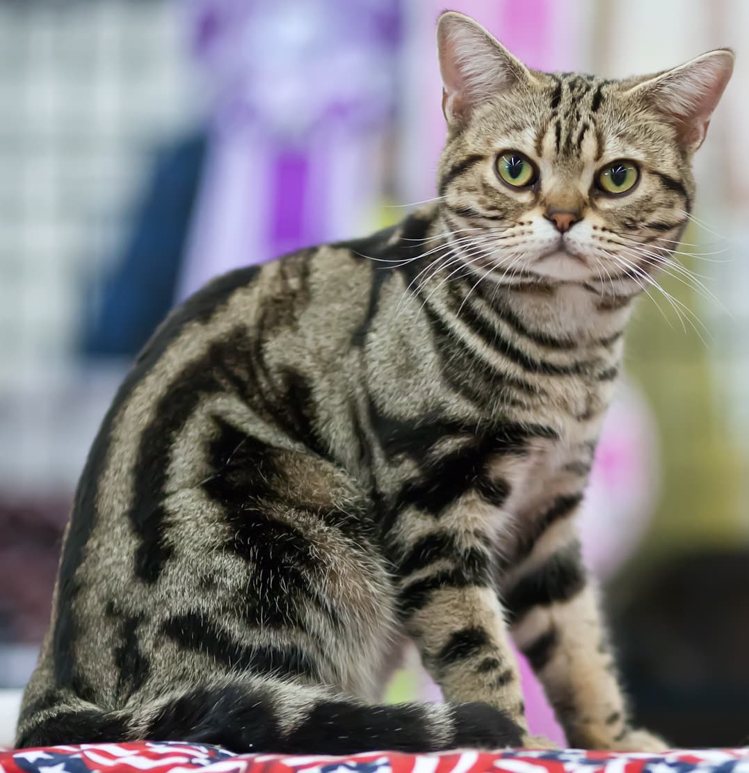 American Shorthair - Natural cat breed with Short coat. Origin: United States