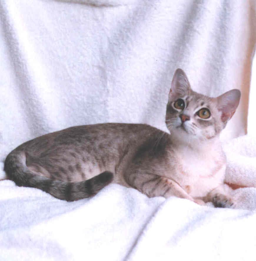 Australian Mist - Crossbreed between the Abyssinian, Burmese, and Australian short-haired cats[13] cat breed with Short coat. Origin: Australia