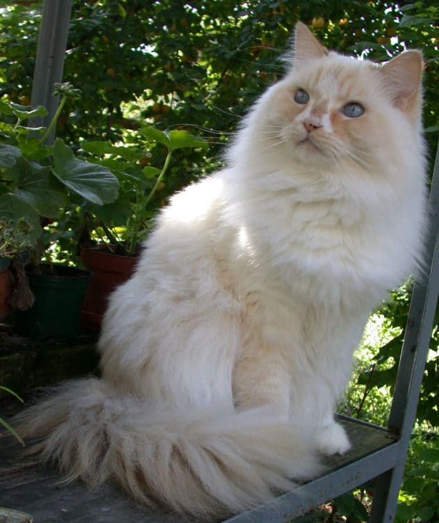 Ragamuffin - Crossbreed between the Ragdoll and various long-haired breeds cat breed with Semi-long/long coat. Origin: United States