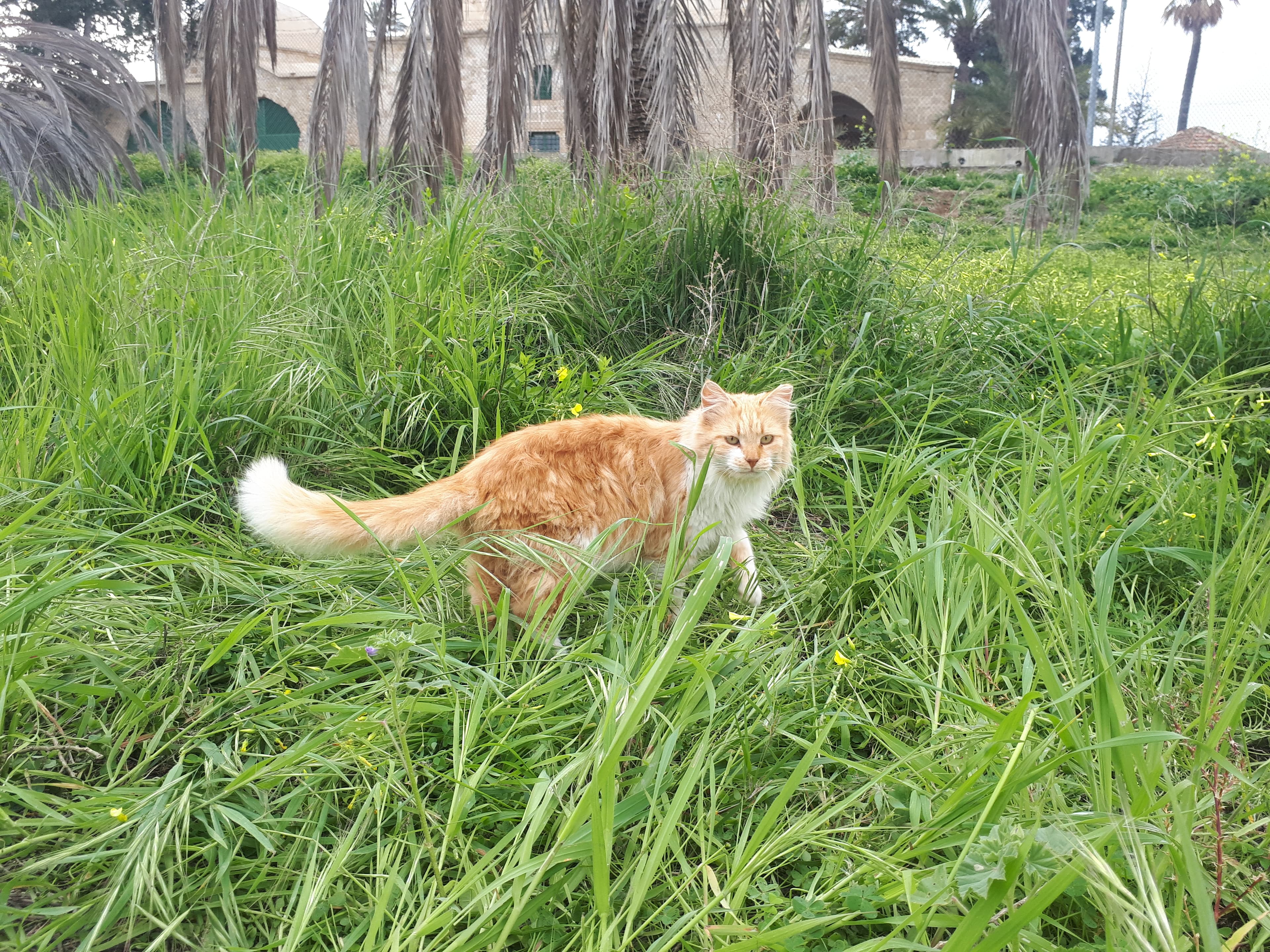 Aphrodite Giant - Natural cat breed with All coat. Origin: Cyprus