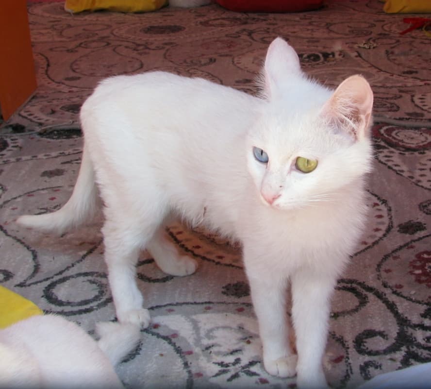 Turkish Vankedisi cat breed - Natural cat with Long coat from Developed in United Kingdom;foundation stock from Turkey