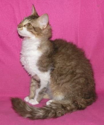 LaPerm - Mutation cat breed with Rex coat. Origin: United States