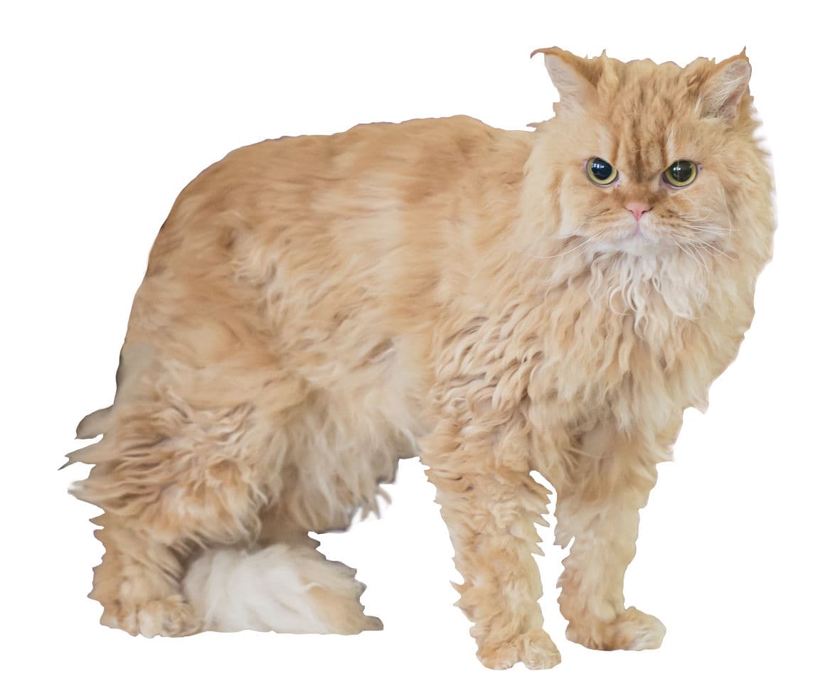 Selkirk Rex cat breed - Mutation cat with Rex coat from United States