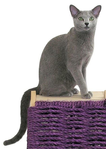 Russian White, Black and Tabby - Color variety of the Russian Blue cat breed with Short coat. Origin: Australia